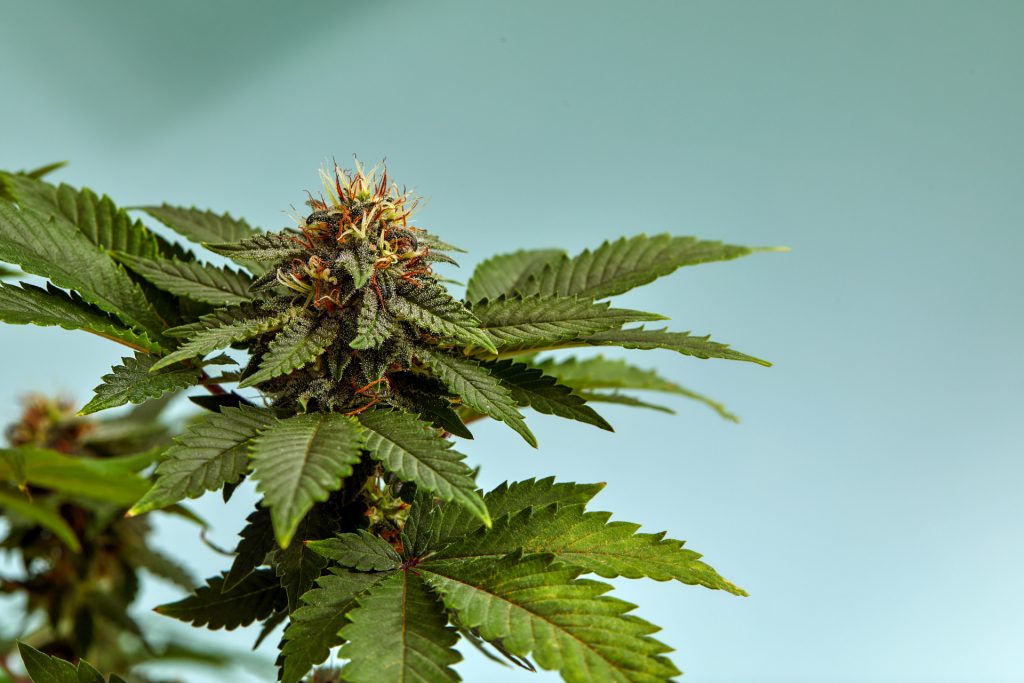 Efectele complexe ale canabisului asupra creierului: Ce spun studiile recente