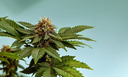 Efectele complexe ale canabisului asupra creierului: Ce spun studiile recente